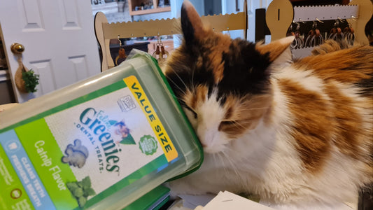🐾 The Best Dental Treat for Cats – Greenies Feline Dental Treats Review 🦷✨